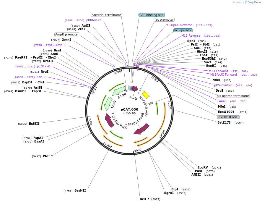 119559-plasmid-map-sequence-id-234017