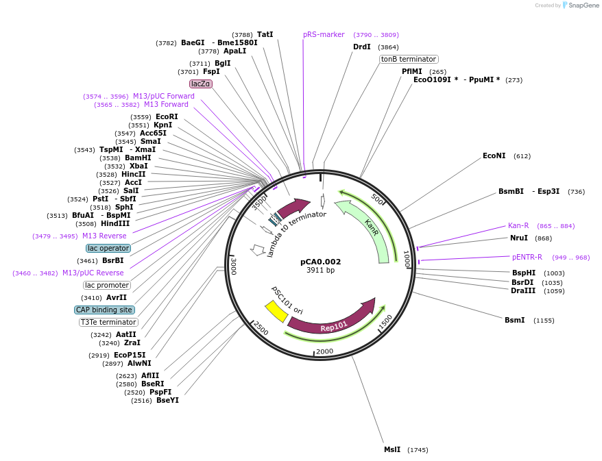 119560-plasmid-map-sequence-id-234019