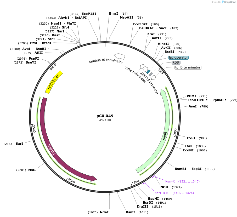 119561-plasmid-map-sequence-id-234021