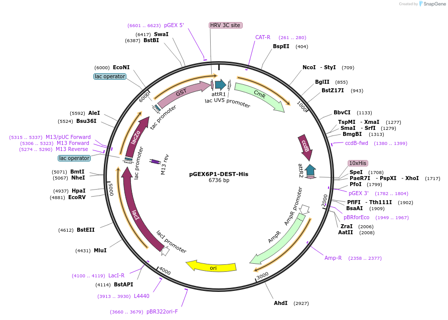 119763-plasmid-map-sequence-id-234026