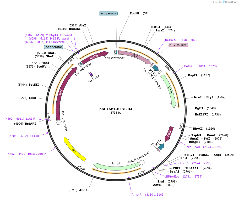 119751-plasmid-map-sequence-id-234027