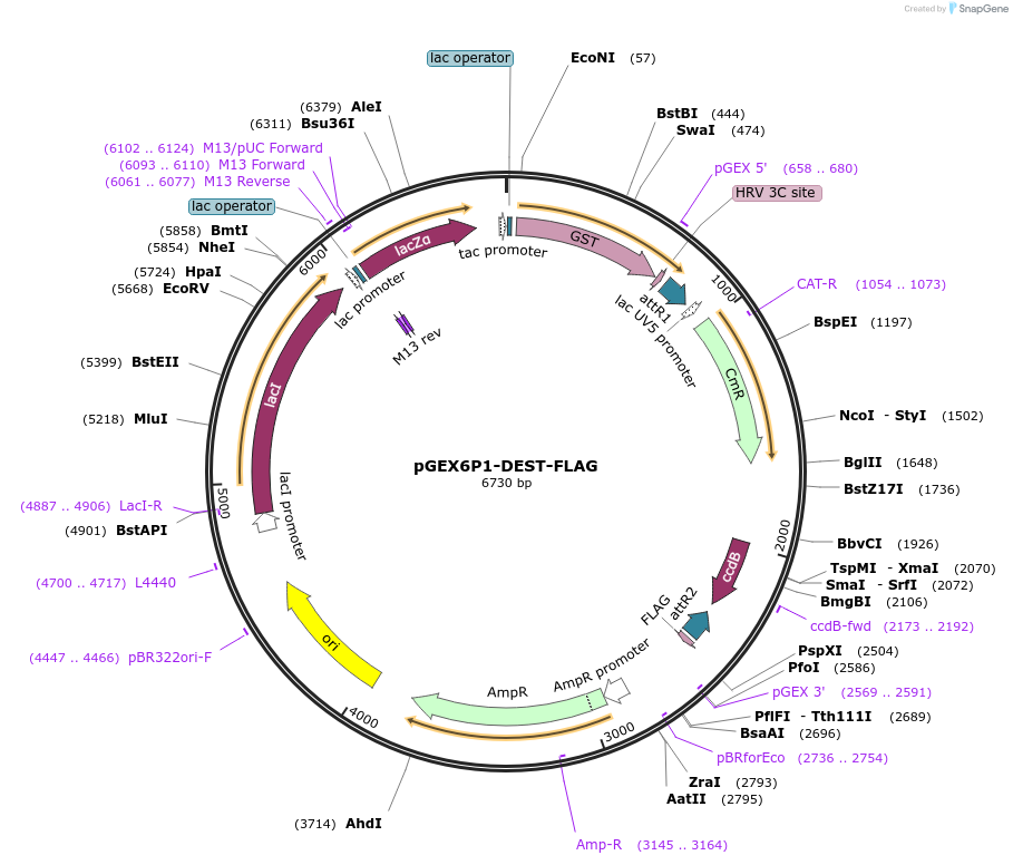 119754-plasmid-map-sequence-id-234028