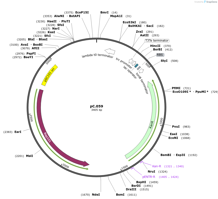 119564-plasmid-map-sequence-id-234053