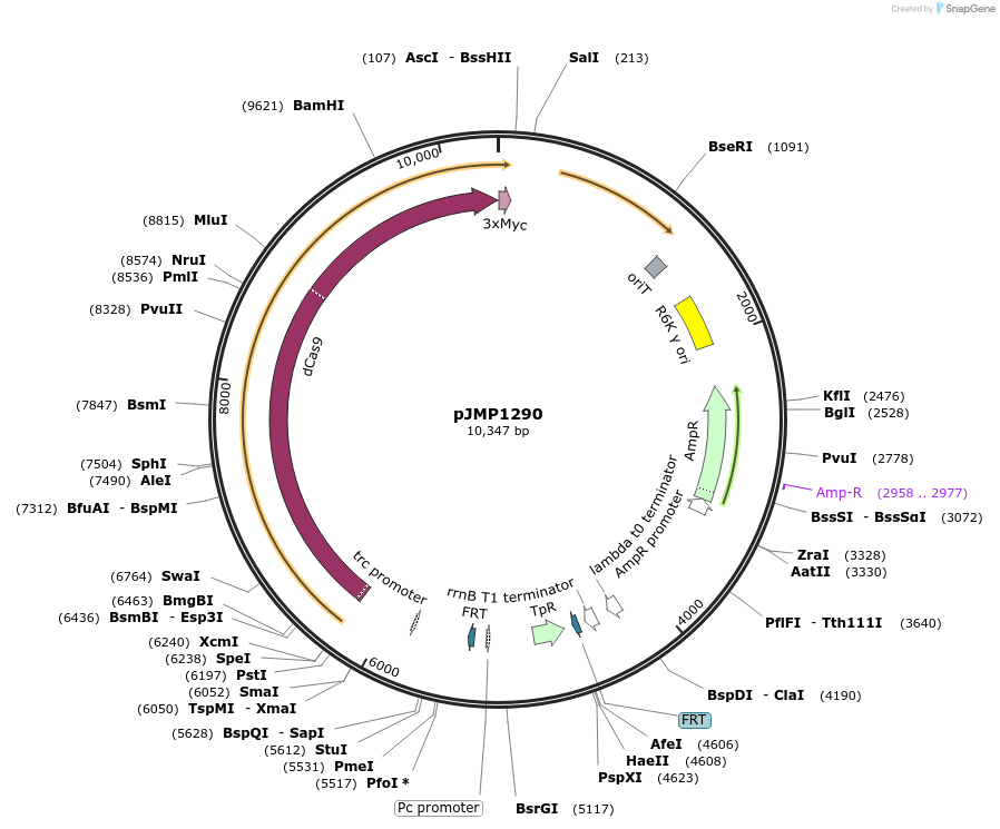 119267-plasmid-map-sequence-id-234054