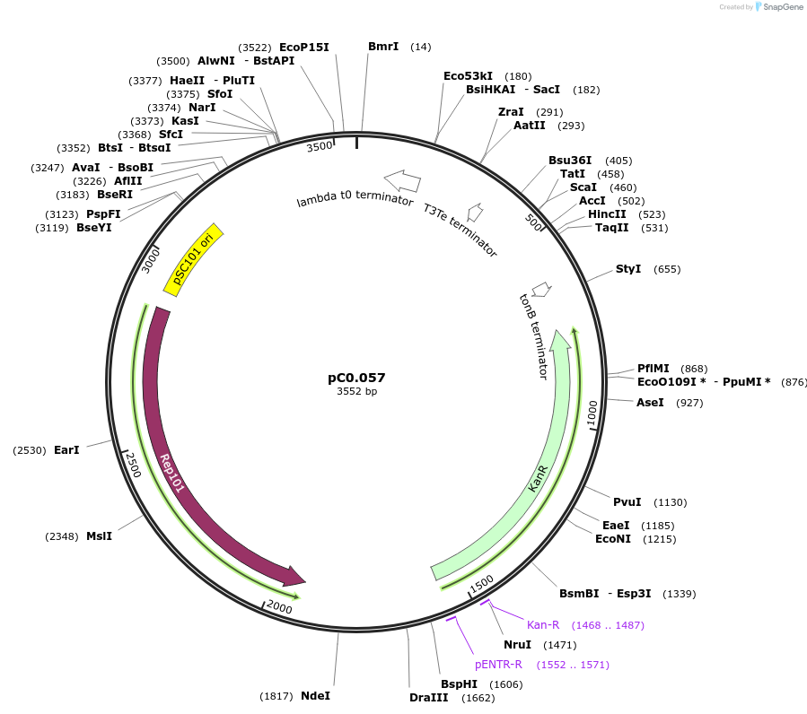 119565-plasmid-map-sequence-id-234061