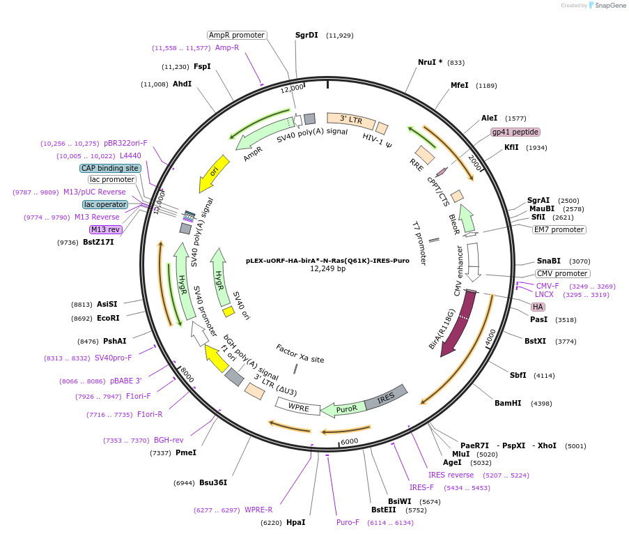 120564-plasmid-map-sequence-id-234068