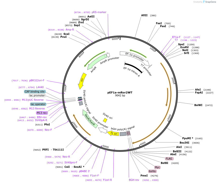 22613-plasmid-map-sequence-id-234069