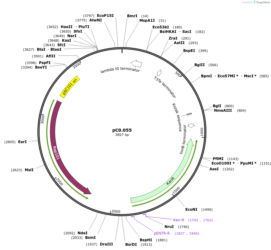 119566-plasmid-map-sequence-id-234073