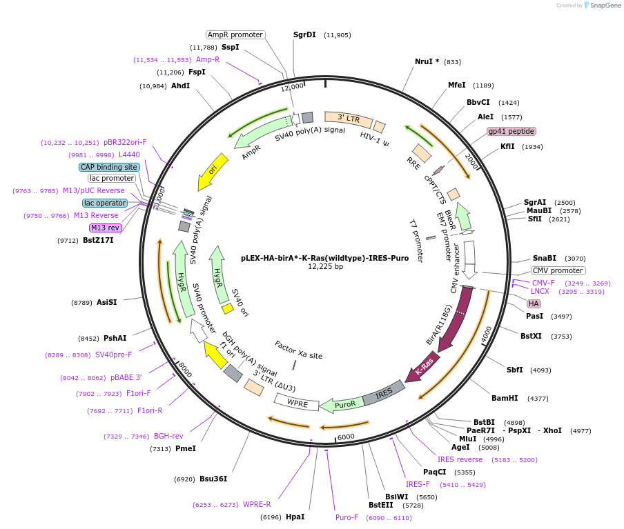 120561-plasmid-map-sequence-id-234076