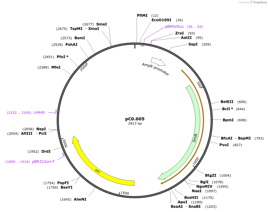 119567-plasmid-map-sequence-id-234078