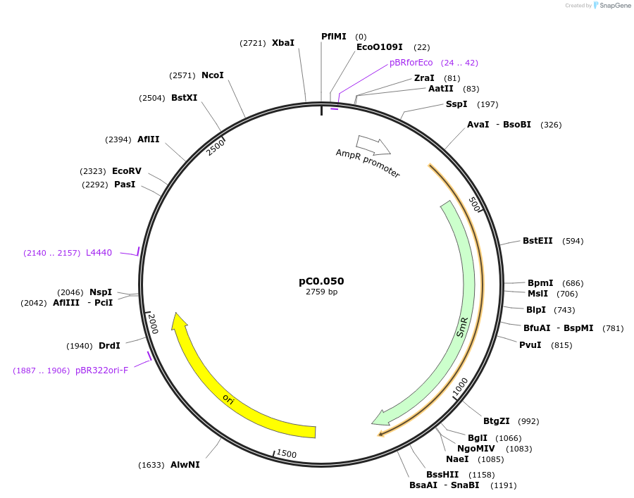 119568-plasmid-map-sequence-id-234079