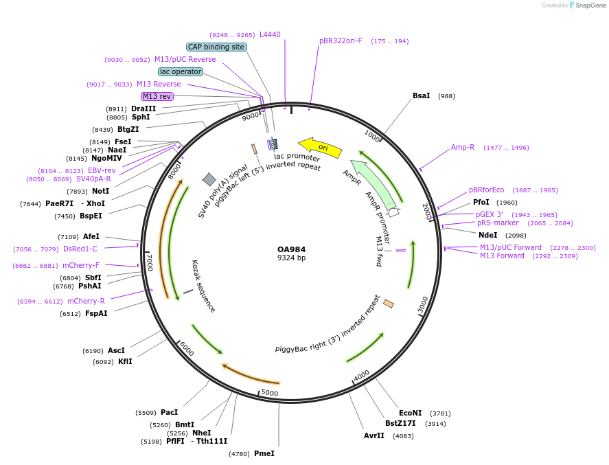 120363-plasmid-map-sequence-id-234096