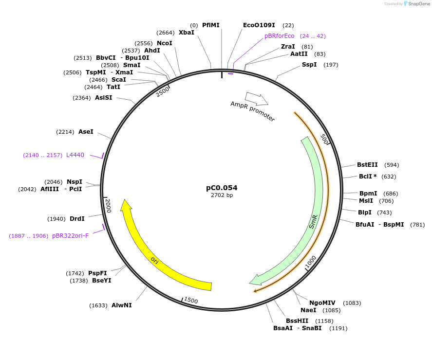 119572-plasmid-map-sequence-id-234097