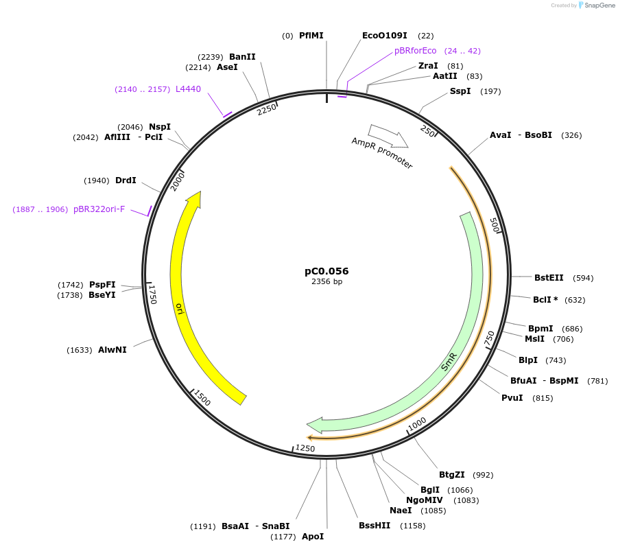 119573-plasmid-map-sequence-id-234099