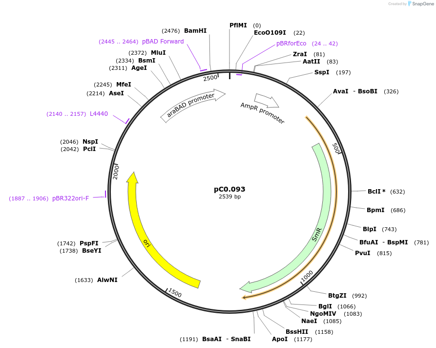 119574-plasmid-map-sequence-id-234100