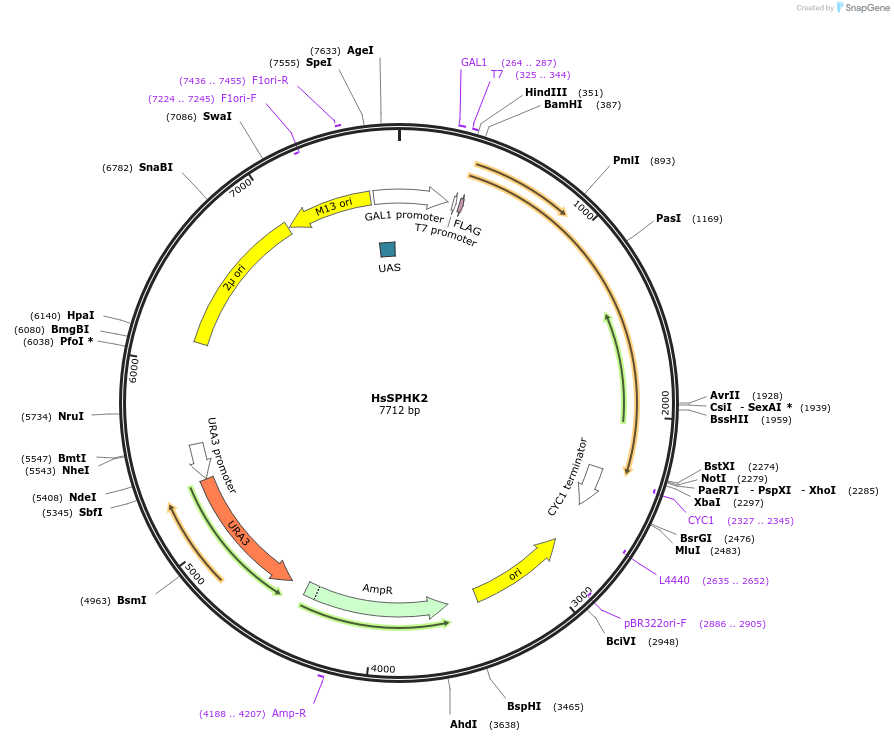 118092-plasmid-map-sequence-id-234125