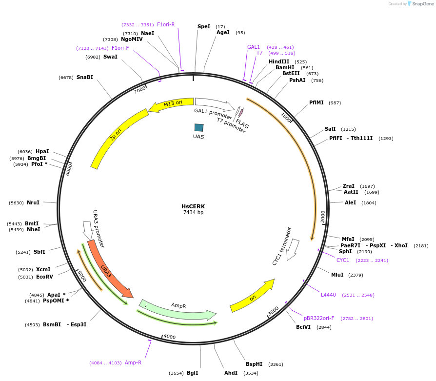 118600-plasmid-map-sequence-id-234128
