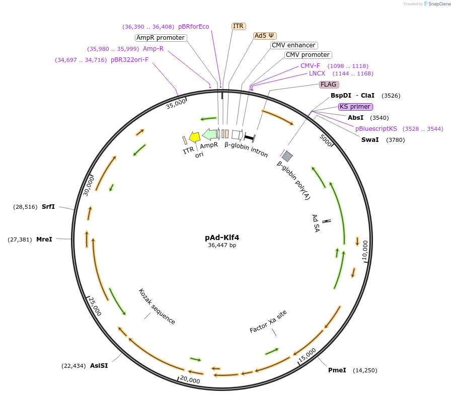 19770-plasmid-map-sequence-id-234140