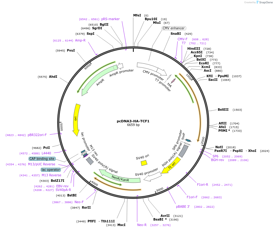 40620-plasmid-map-sequence-id-234149