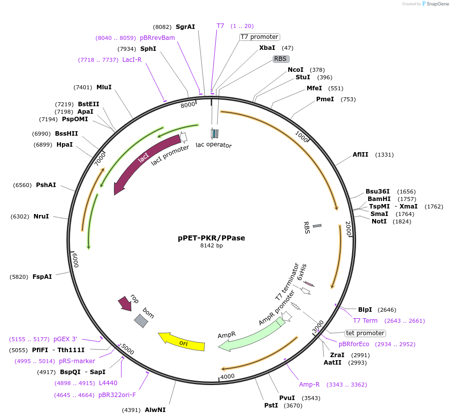 42934-plasmid-map-sequence-id-234151