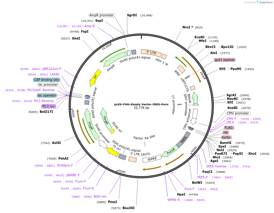 120568-plasmid-map-sequence-id-234152
