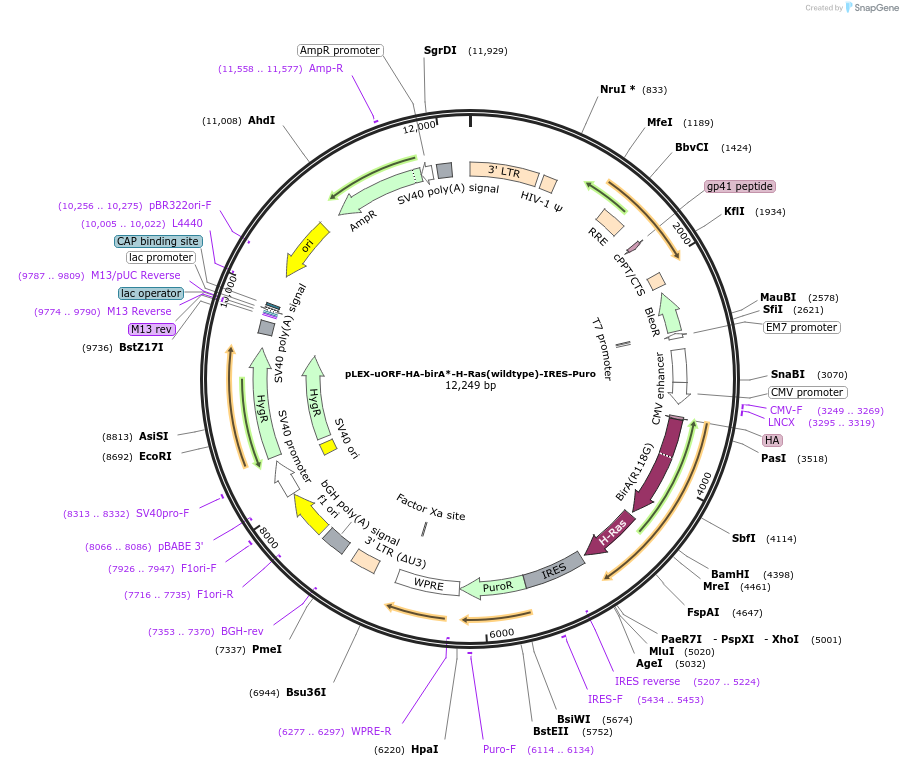 120559-plasmid-map-sequence-id-234159