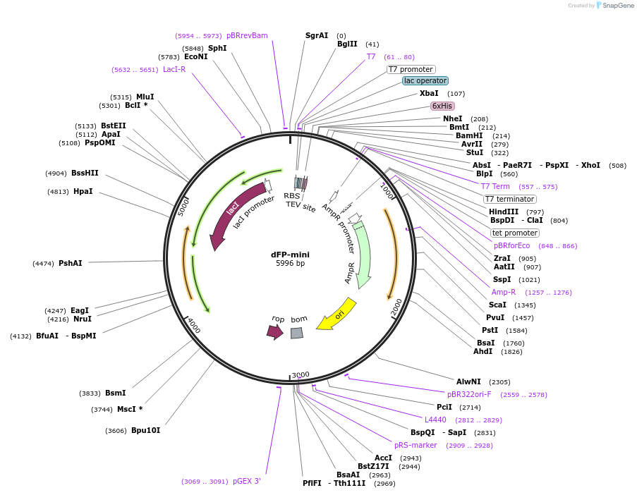 120543-plasmid-map-sequence-id-234163