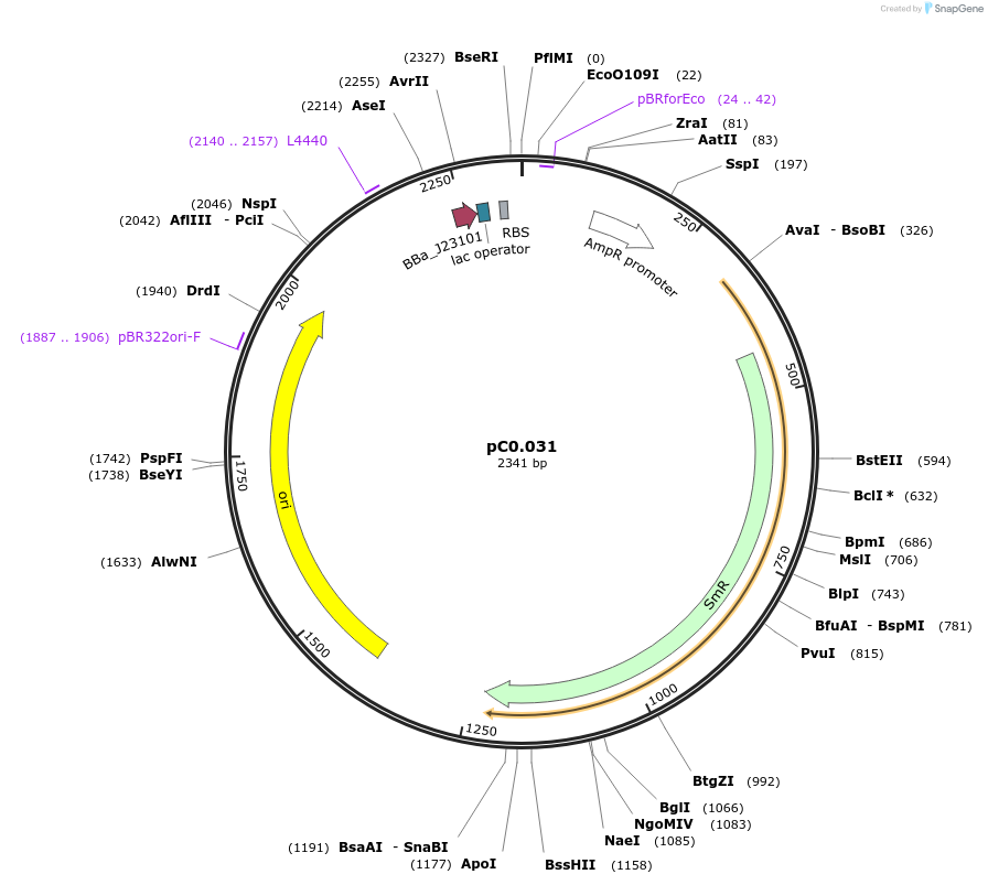 119576-plasmid-map-sequence-id-234174