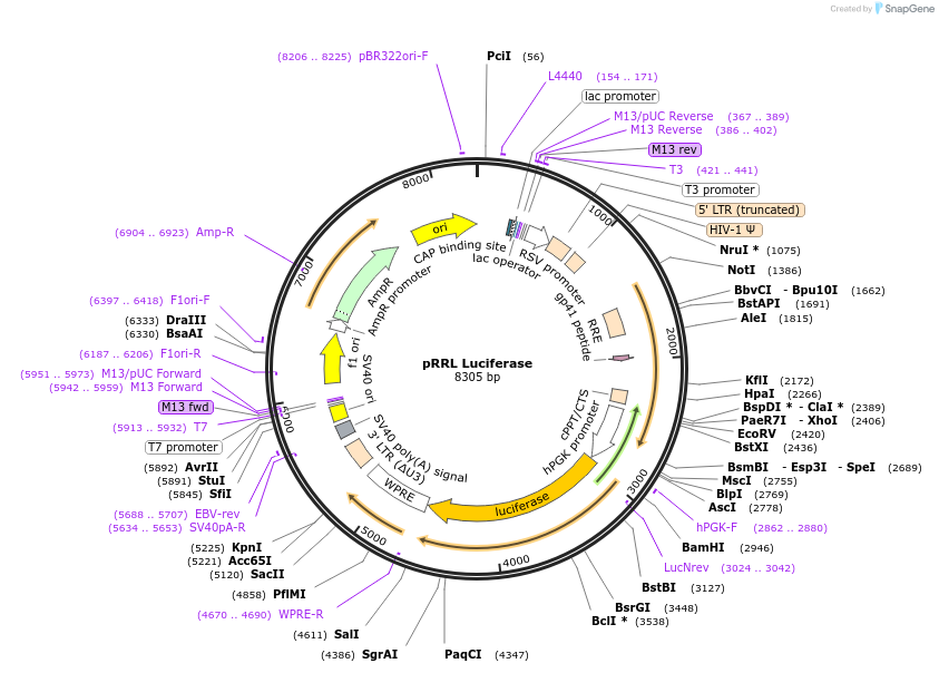 120798-plasmid-map-sequence-id-234182