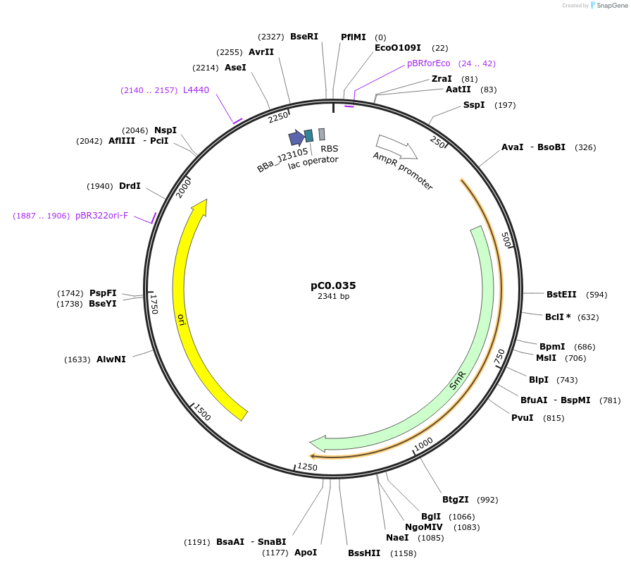 119579-plasmid-map-sequence-id-234197