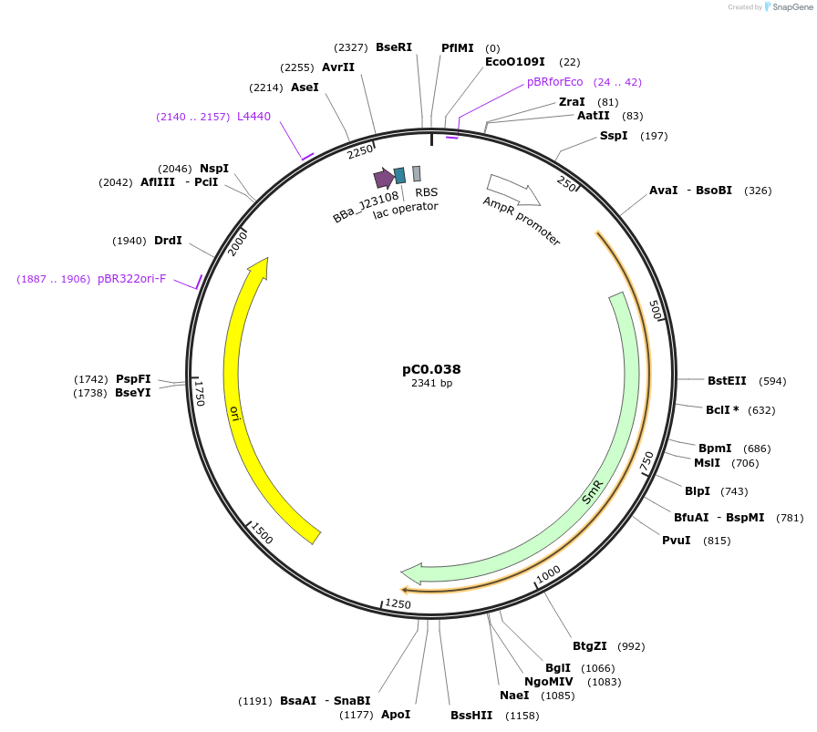119582-plasmid-map-sequence-id-234208