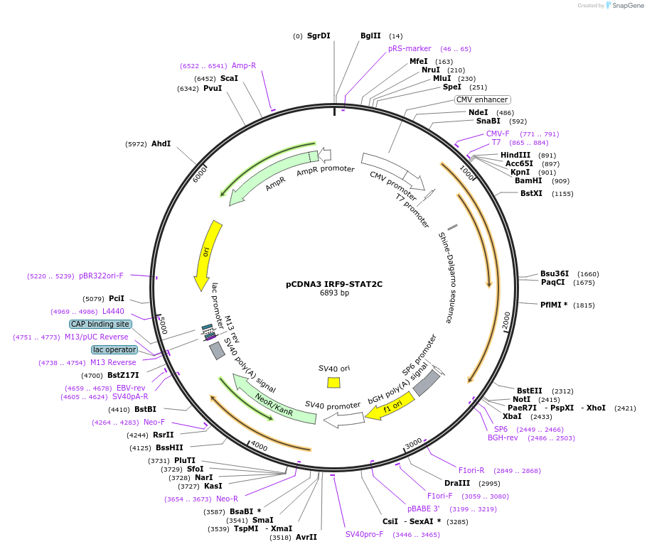 37544-plasmid-map-sequence-id-234221