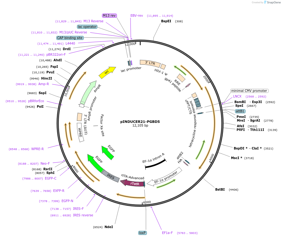 78121-plasmid-map-sequence-id-234222