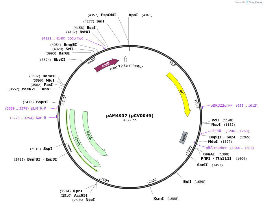 120082-plasmid-map-sequence-id-234228