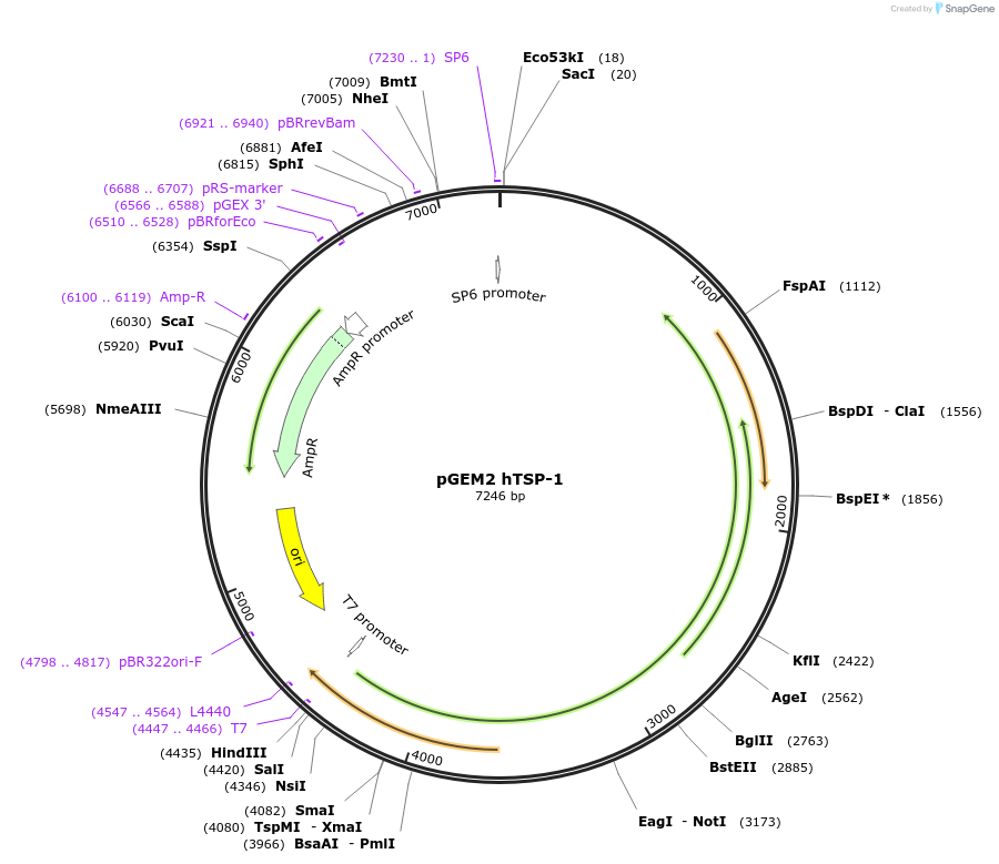 12993-plasmid-map-sequence-id-234345