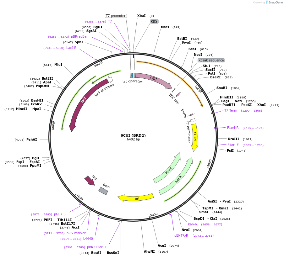 119963-plasmid-map-sequence-id-234360