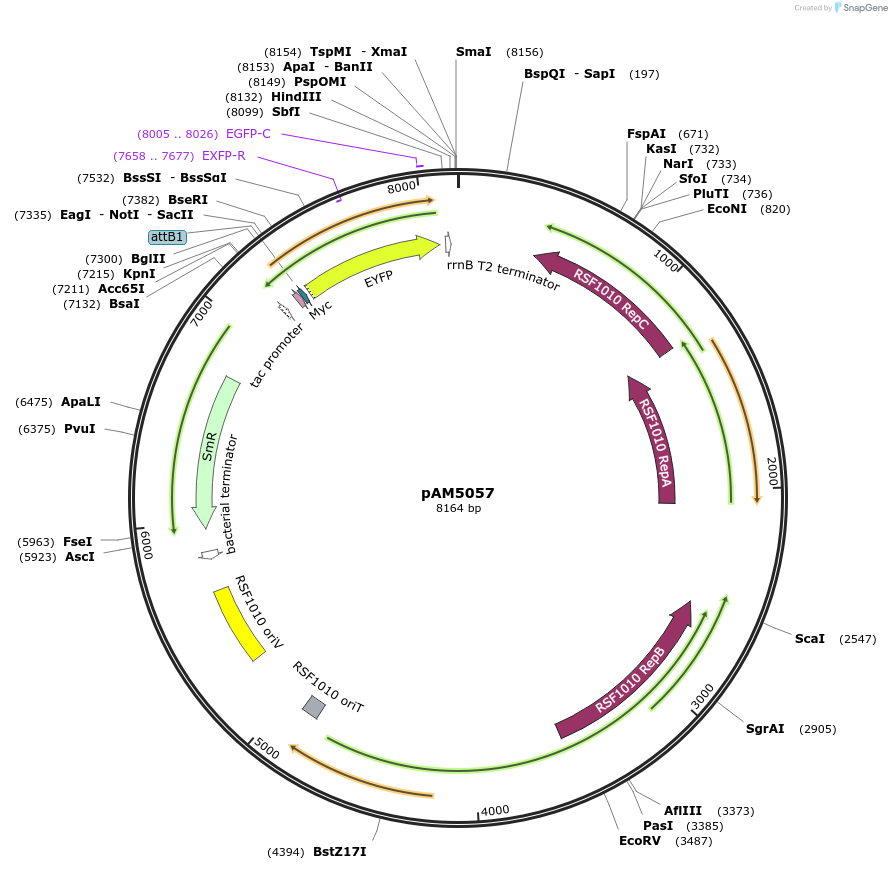 120085-plasmid-map-sequence-id-234368