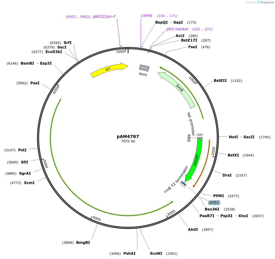 120088-plasmid-map-sequence-id-234398
