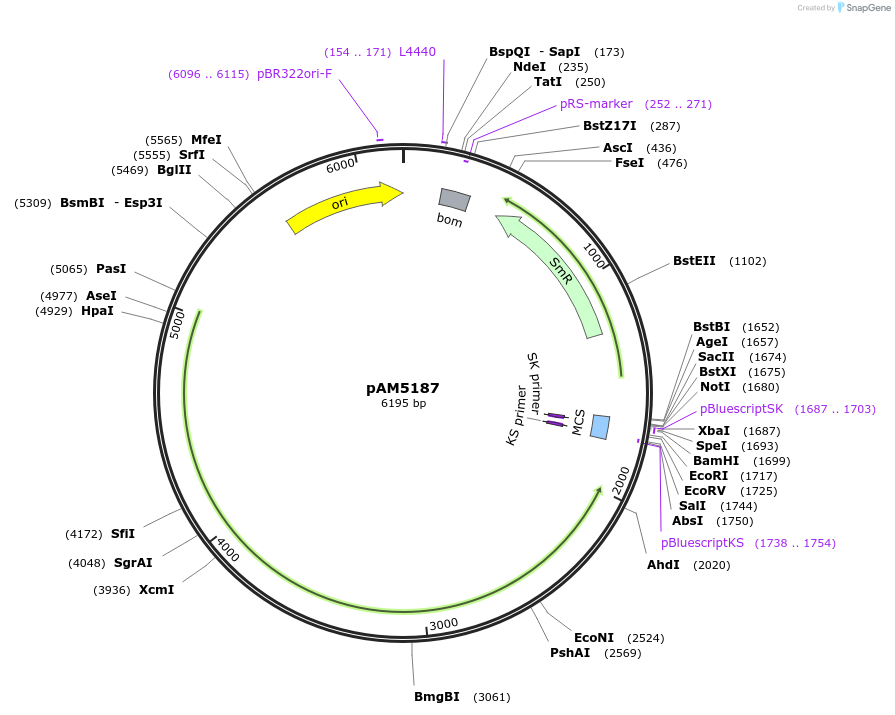 120086-plasmid-map-sequence-id-234400