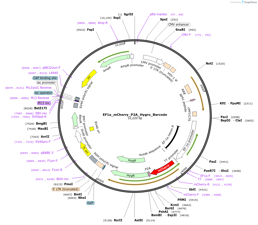 120426-plasmid-map-sequence-id-234409
