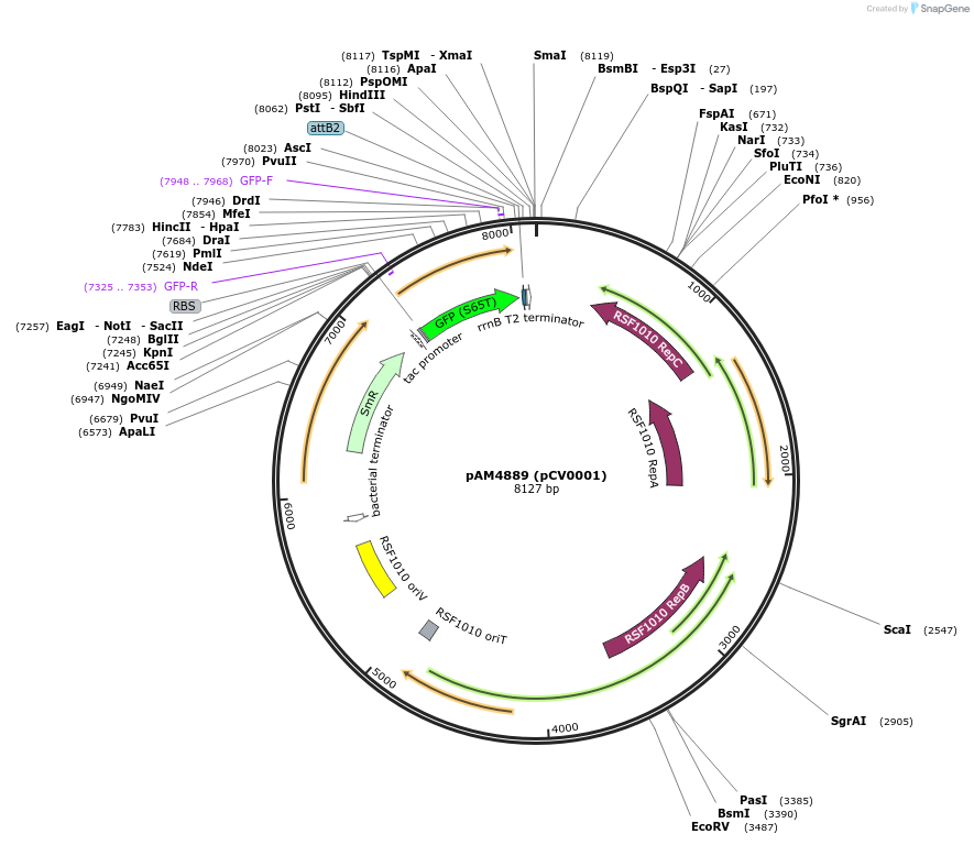 120079-plasmid-map-sequence-id-234413