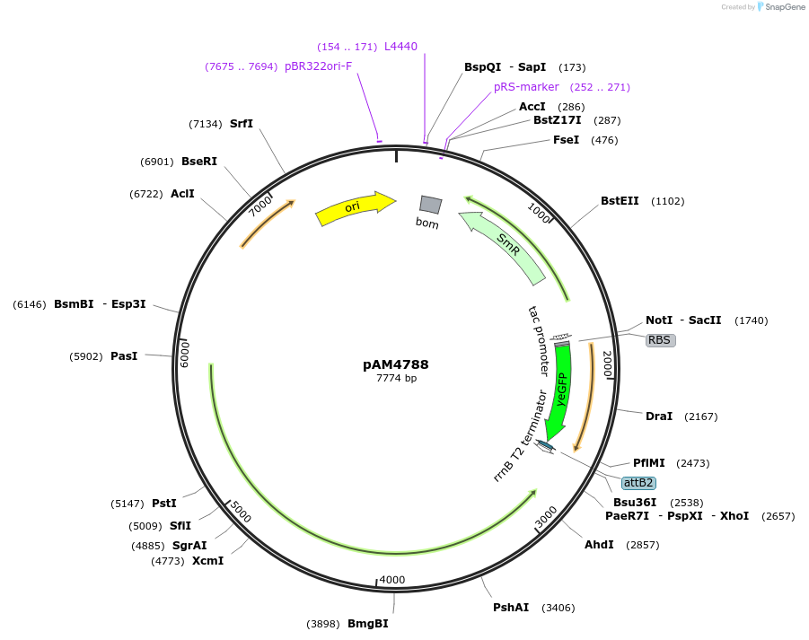 120089-plasmid-map-sequence-id-234417
