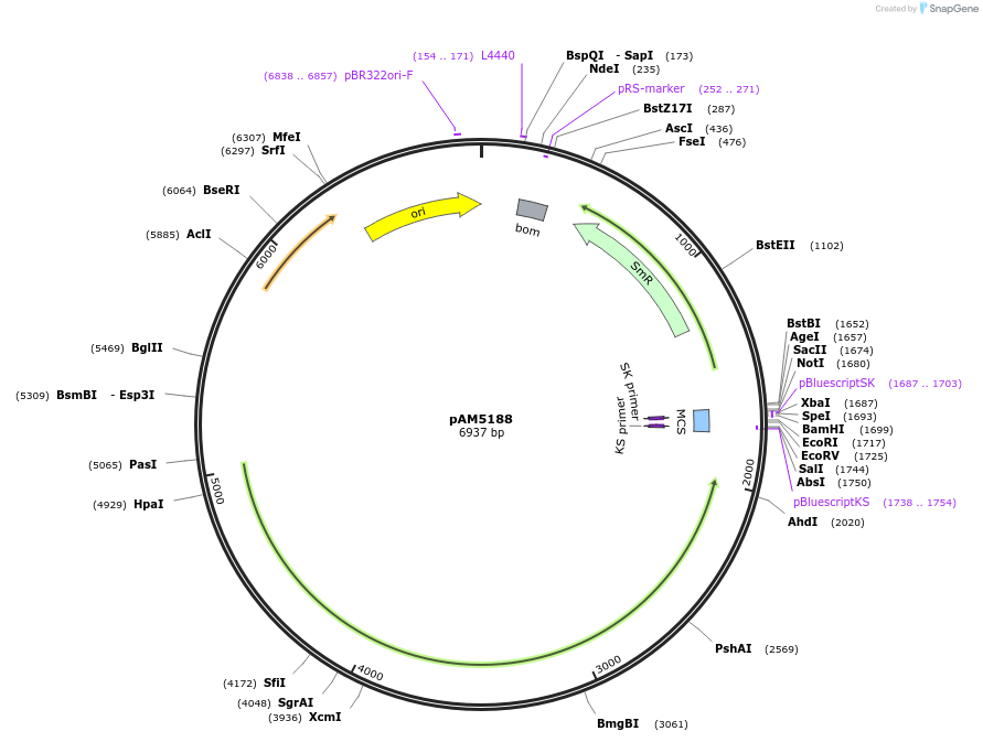 120087-plasmid-map-sequence-id-234428