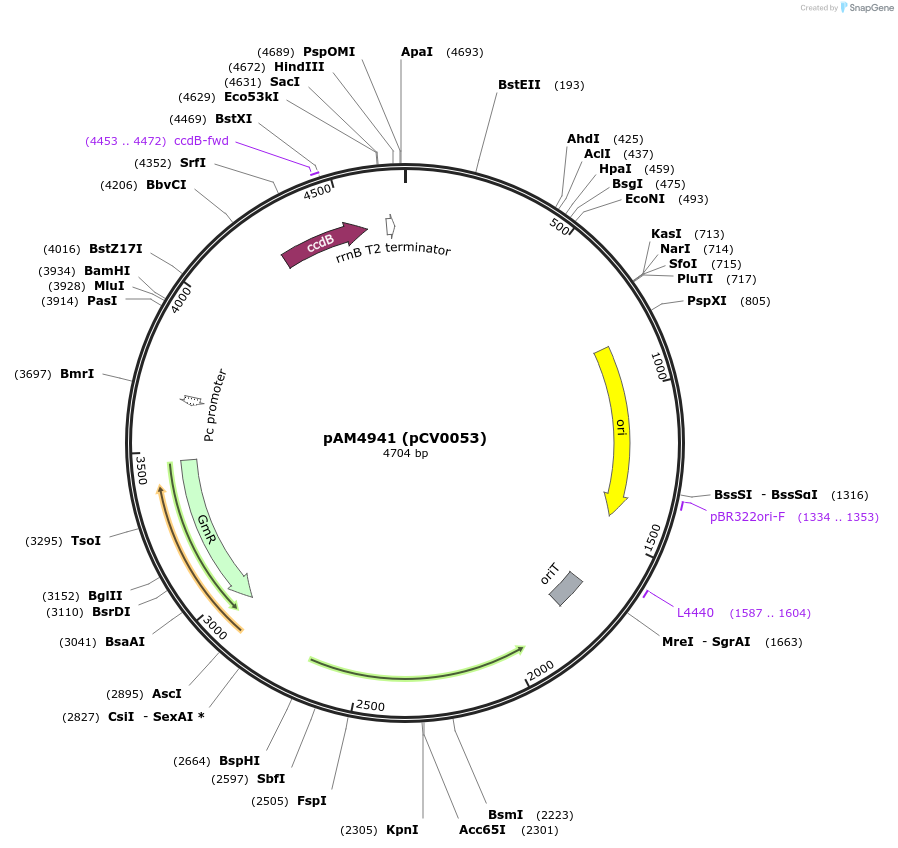 120083-plasmid-map-sequence-id-234462