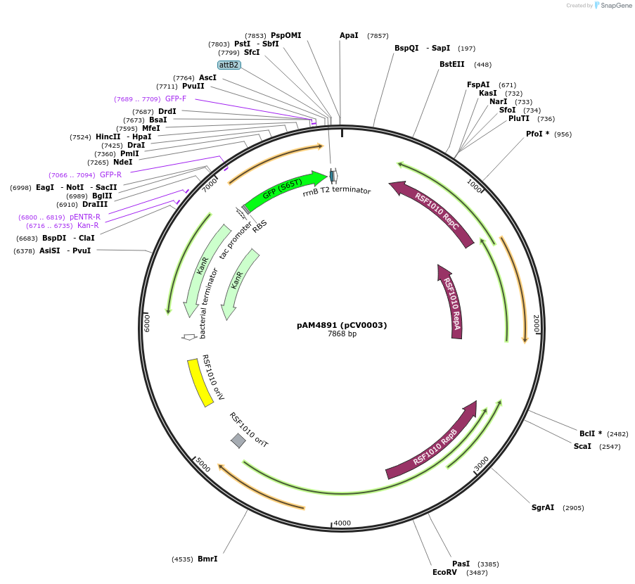 120080-plasmid-map-sequence-id-234472