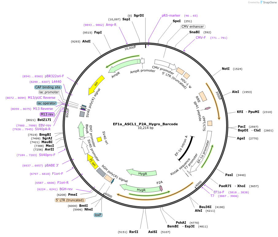 120427-plasmid-map-sequence-id-234480