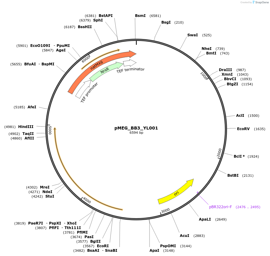 117825-plasmid-map-sequence-id-234491