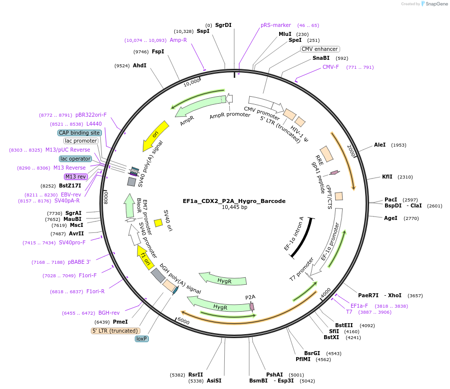 120432-plasmid-map-sequence-id-234504