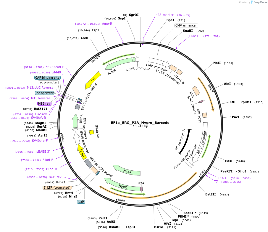 120434-plasmid-map-sequence-id-234507