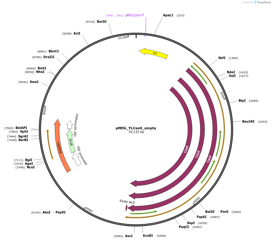 117826-plasmid-map-sequence-id-234509